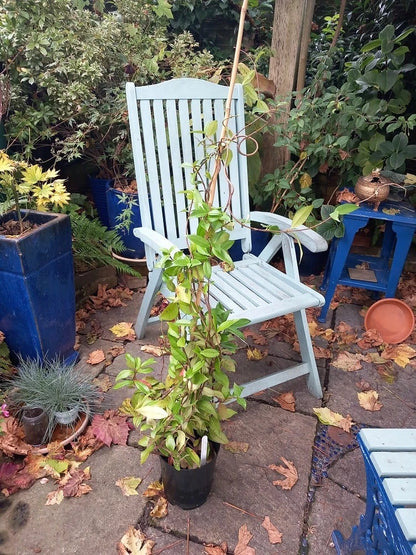 4ft Evergreen Star Jasmine TRACHELOSPERMUM White Scented Flowers 3l Pot Climber