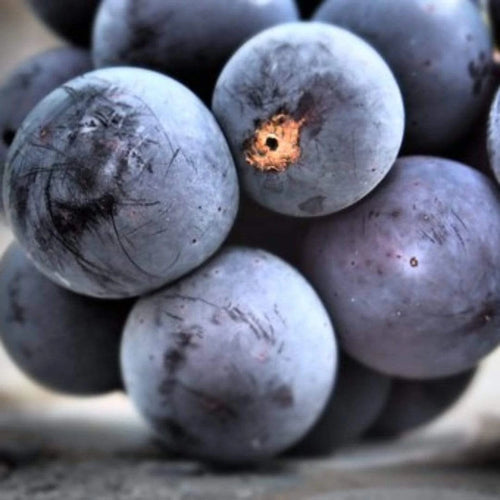 Grape Vanessa Seedless Outdoor Vine Climbing Early Season Plant Red Fruit