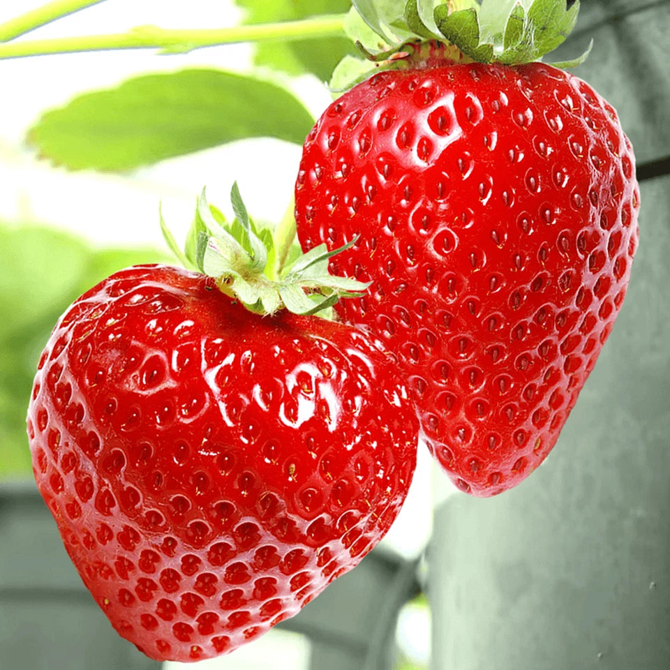 Strawberry Honeoye Fruit Plants - Hardy Garden Bushes in 9cm Pots