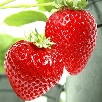 Strawberry Honeoye Fruit Plants - Hardy Garden Bushes in 9cm Pots