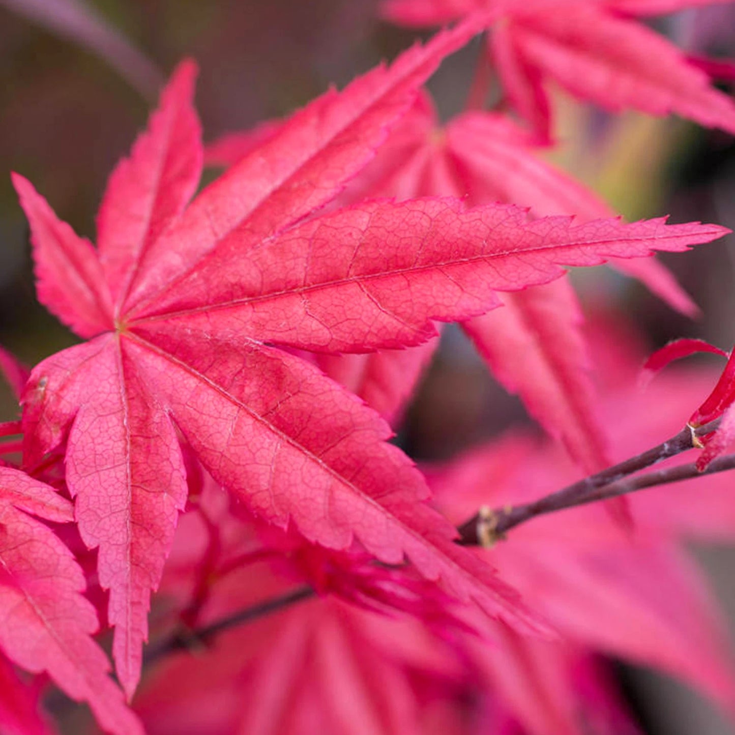 Acer palmatum 'Beni-Maiko' | Japanese Maple Deciduous Garden Plant Tree in Pot