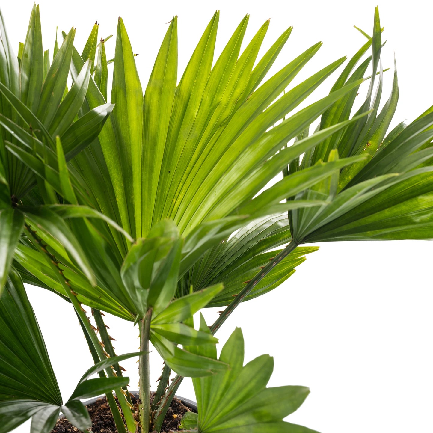 Livistona Fan Palm Large Indoor Tropical House Plant Real Evergreen Tall Plants