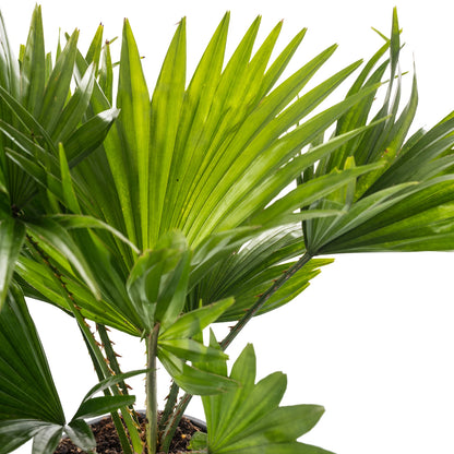 Livistona Fan Palm Large Indoor Tropical House Plant Real Evergreen Tall Plants