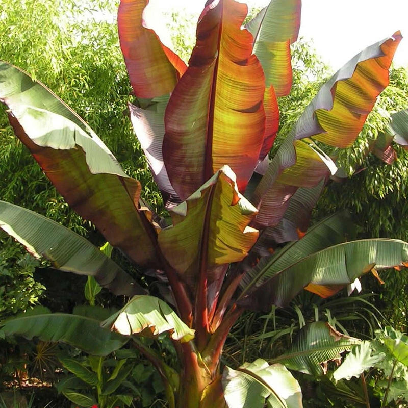 Ensete ventricosum Maurelii - Red Abyssinian Banana - Plant in 10.5 cm Pot