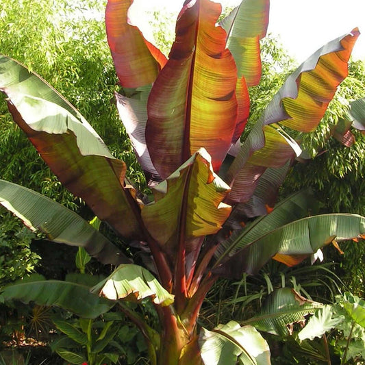 Ensete ventricosum Maurelii - Red Abyssinian Banana - Plant in 10.5 cm Pot