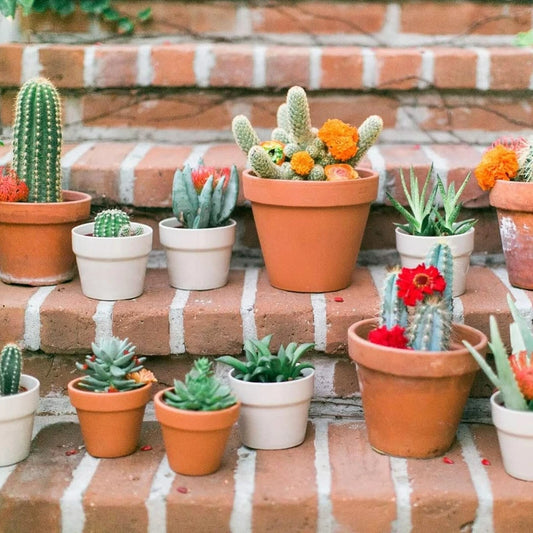 10 Mixed Indoor Plants - 5 Succulents & 5 Cactus Mini Houseplants in 5.5cm Pots