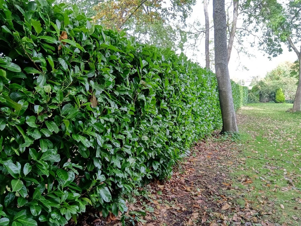 10 Cherry Laurel Evergreen bare root hedge plants 60-90cm (2-3ft)