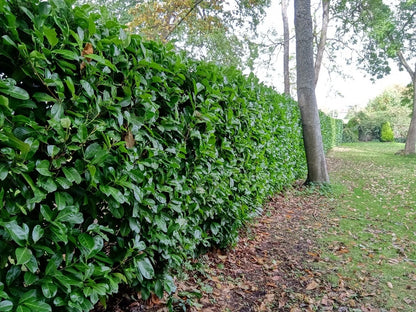 10 Cherry Laurel Evergreen bare root hedge plants 60-90cm (2-3ft)
