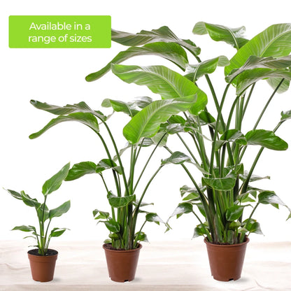 Strelitzia Nicolai Large Indoor House Plant Real Evergreen Tall Exotic Plants