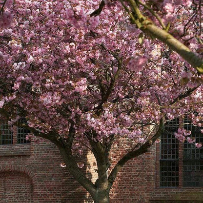 Prunus serrulata Kanzan Japanese Cherry Blossom Tree Ornamental Garden plant (4-5ft,9L Pot)