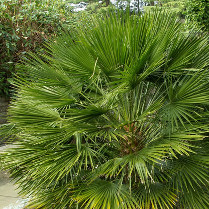 Hardy Fan Palm Chamaerops humilis 60-80cm Tall Bushy incl.pot