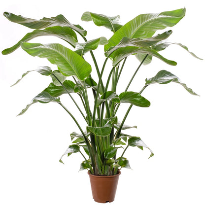 Strelitzia Nicolai Large Indoor House Plant Real Evergreen Tall Exotic Plants