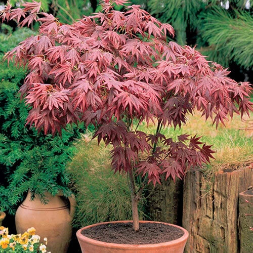 Acer 'Atropurpureum' palmatum Japanese Maple Deciduous Garden Plant In Pot
