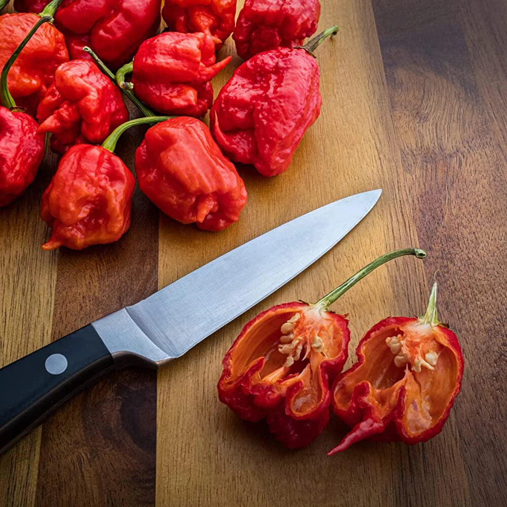 Chilli Plants - 'Carolina Reaper' - 3 x Large Plug Plant Pack