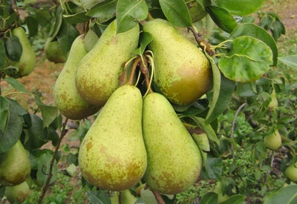 Conference Pear Tree 4-5ft Tall, Self-Fertile & Heavy Cropper, Ready to Fruit