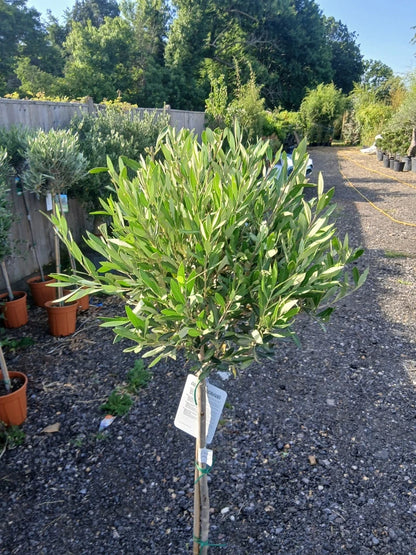 A pair of Standard Olive Trees approx.90cm inc.pot