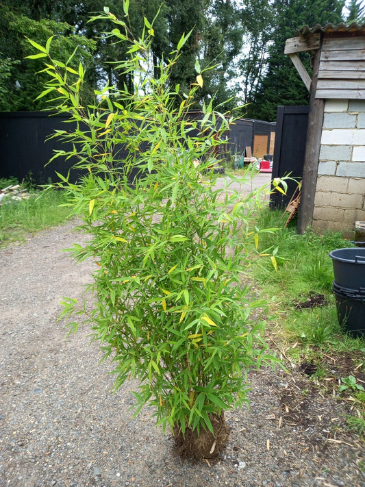 Phyllostachys bissetii bamboo clump screening JUMBO LIVE ROOT BALL approx 5-6ft