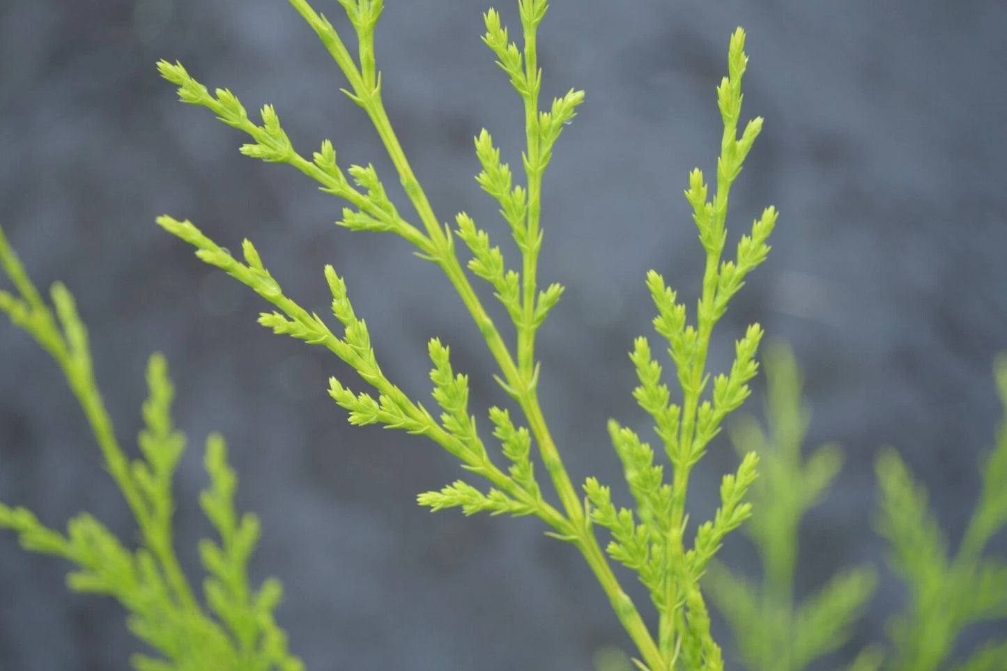 10 X 90cms CASTLEWELLAN LEYLANDII GOLD HEDGING CONIFERS 2ltr POTS 3ft