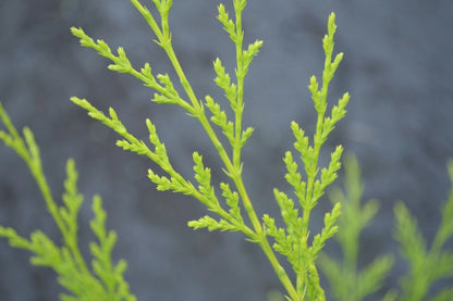 10 X 90cms CASTLEWELLAN LEYLANDII GOLD HEDGING CONIFERS 2ltr POTS 3ft