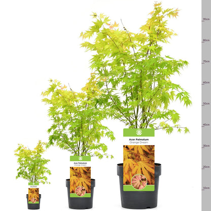 Acer palmatum 'Orange Dream' | Japanese Maple Deciduous Garden Plant Tree In Pot