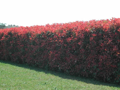 100 Red Robin Hedging Photinia Evergreen Plants Fast Growing 25-40cm Potted