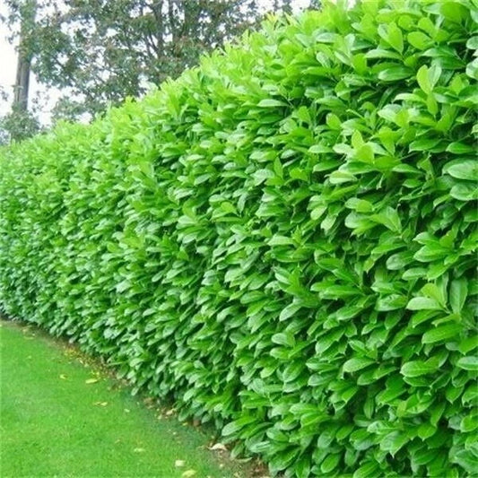 100 Cherry Laurel Hedging 40-60cm Tall Potted