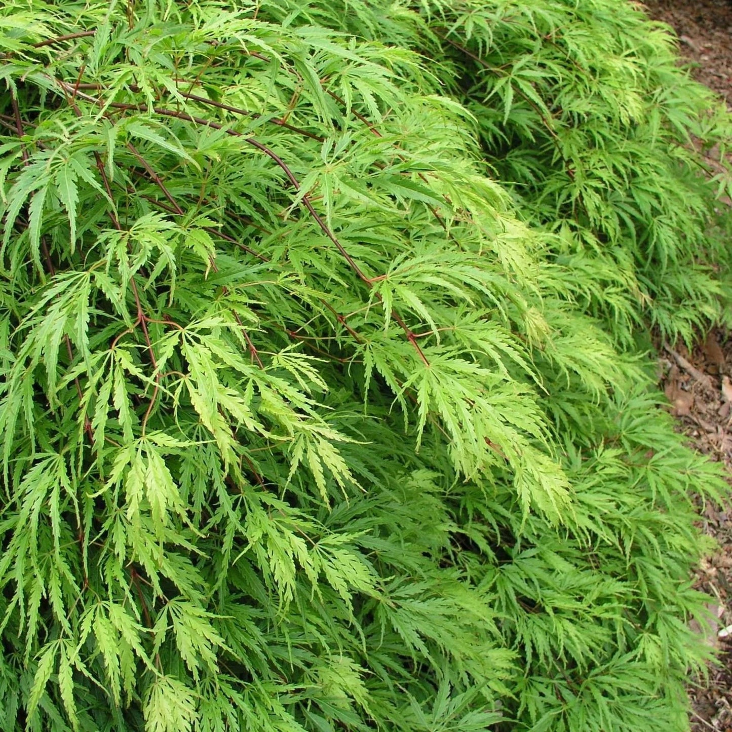 Acer 'Emerald Lace' Japanese Maple Plant - 25-35cm in Height Ready to Plant
