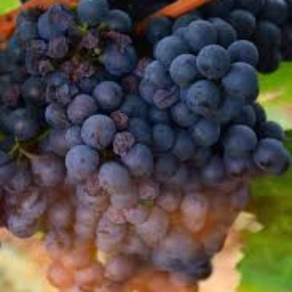 Grape Vanessa Seedless Outdoor Vine Climbing Early Season Plant Red Fruit