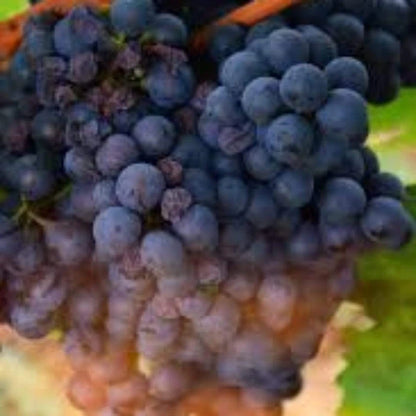 Grape Vanessa Seedless Outdoor Vine Climbing Early Season Plant Red Fruit