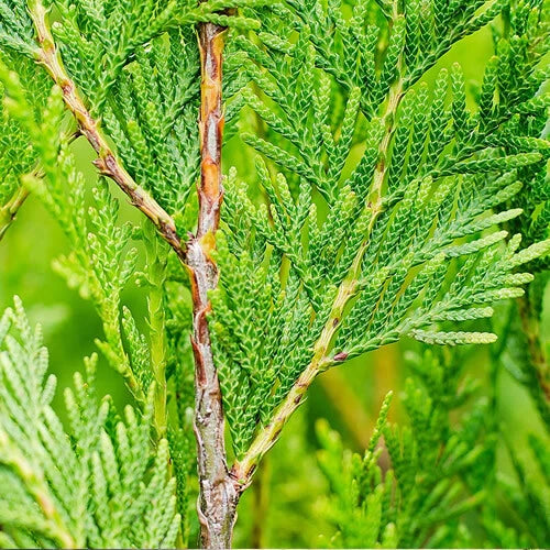2000 X THUJA PLICATA 'ATROVIRENS' RED CEDAR EVERGREEN HARDY HEDGING PLANT IN POT
