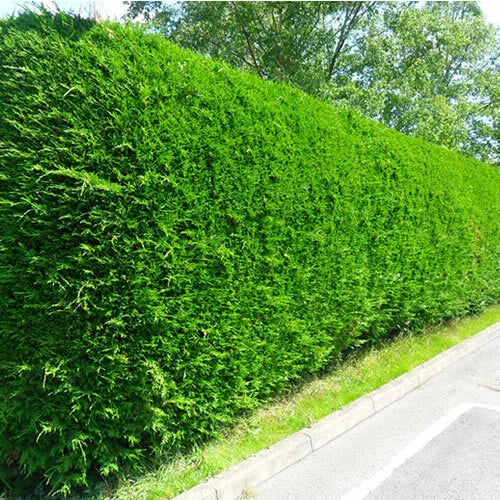 10 Green Leylandii Hedging Evergreen Conifer Plants Fast Growing 40-60cm Potted