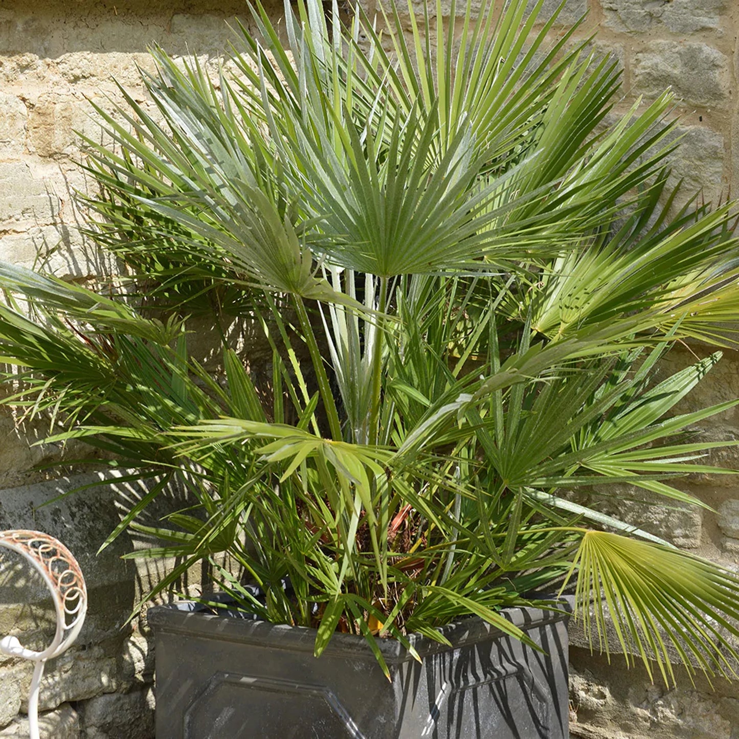 Hardy Fan Palm Chamaerops humilis 60-80cm Tall Bushy incl.pot