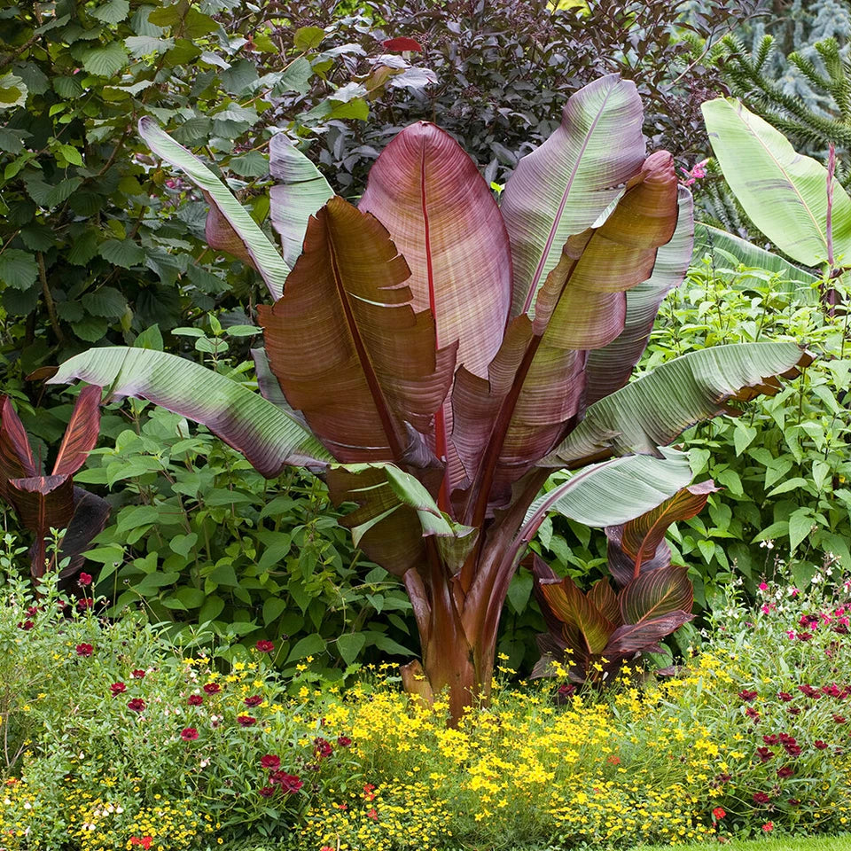 Ensete ventricosum Maurelii - Red Abyssinian Banana - Plant in 10.5 cm Pot