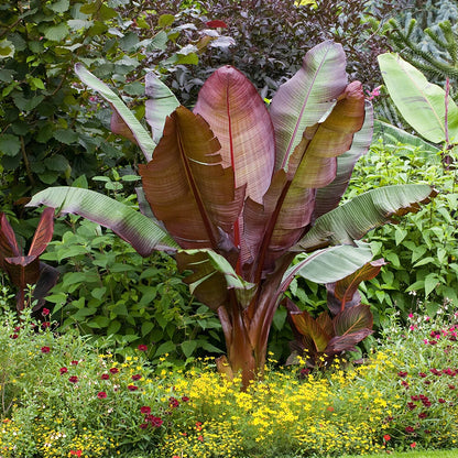 Ensete ventricosum Maurelii - Red Abyssinian Banana - Plant in 10.5 cm Pot
