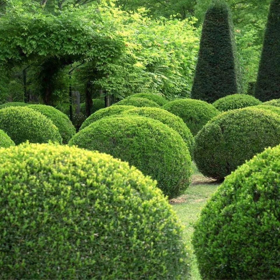 Box Hedging Plants 20-40cm Buxus Sempervirens Dense Evergreen Hedge Potted