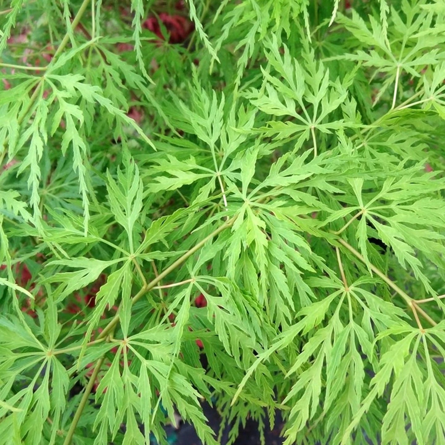 Acer 'Emerald Lace' Japanese Maple Plant - 25-35cm in Height Ready to Plant