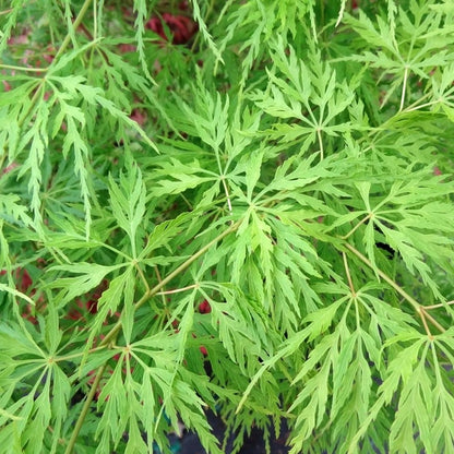 Acer 'Emerald Lace' Japanese Maple Plant - 25-35cm in Height Ready to Plant
