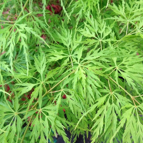 Acer 'Emerald Lace' Japanese Maple Plant - 25-35cm in Height Ready to Plant