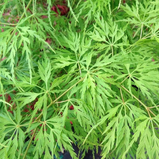 Acer 'Emerald Lace' Japanese Maple Plant - 25-35cm in Height Ready to Plant