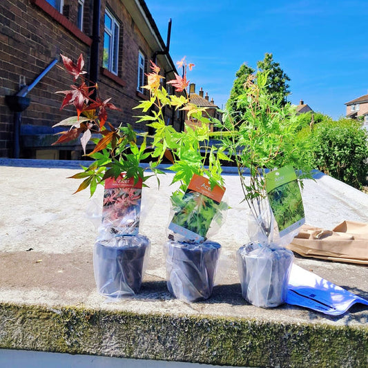 3 x Acer Plant Collection - 11cm Pots - Vars Atropurpureum - Orange Dream