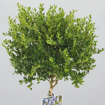 Ceanothus Victoria Tree / potted California Wild lilac trees 70_80cm