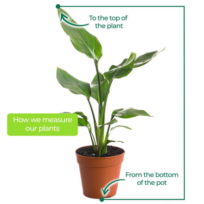 Strelitzia Nicolai Large Indoor House Plant Real Evergreen Tall Exotic Plants