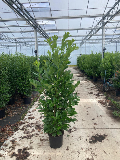 Laurel Hedging, Cherry Laurel 15 Litre Pot 175-200cm Ready From Mid July