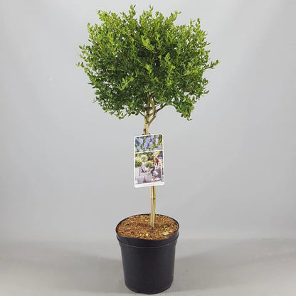 Ceanothus Victoria Tree / potted California Wild lilac trees 70_80cm