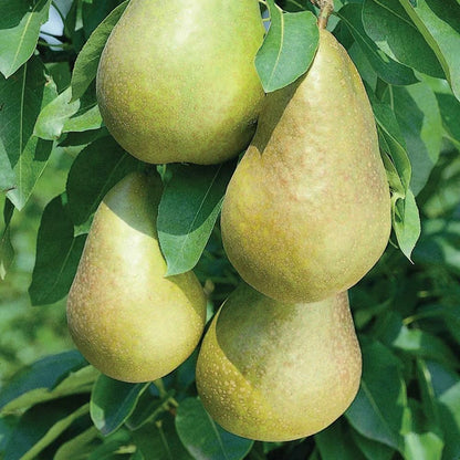 Mini Fruit Tree Patio Garden Plant Apples Pears Cherries Plums 9cm Potted