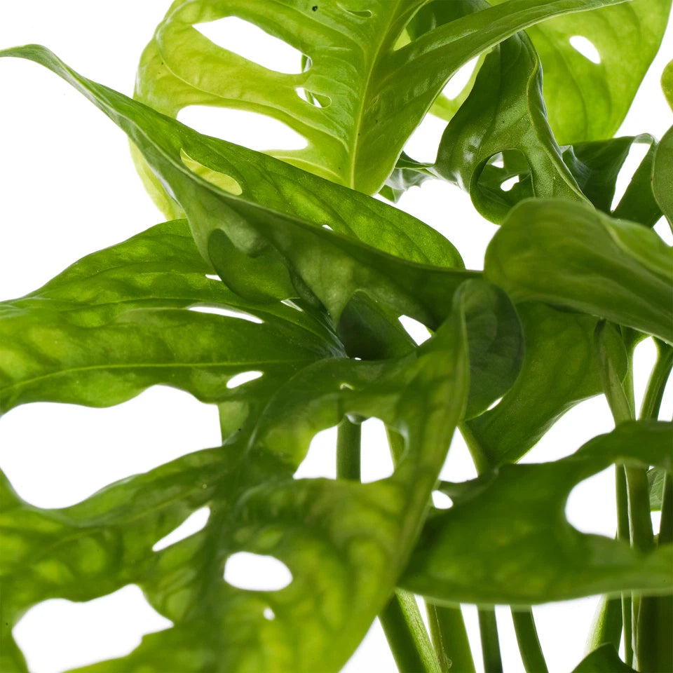 Vibrant Monstera Obliqua Monkey Leaf Indoor Potted Houseplant 20-30cm with Pot