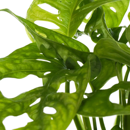 Vibrant Monstera Obliqua Monkey Leaf Indoor Potted Houseplant 20-30cm with Pot