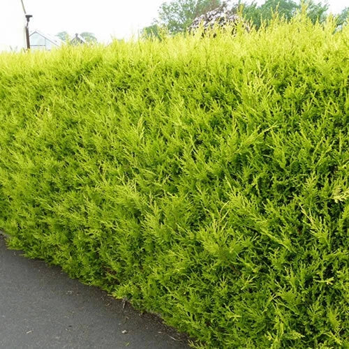 10x LEYLANDII GOLD | EVERGREEN CONIFER HEDGING 30-60cm