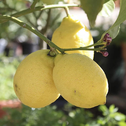 Lemon Lunario, Fragrant and Fruiting, 70-90cm Tall, 4L Potted