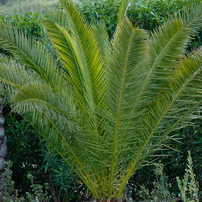 Pair of Hardy Phoenix Palm Canariensis Exotic Trees 60-80cm Tall in a 14cm Pot